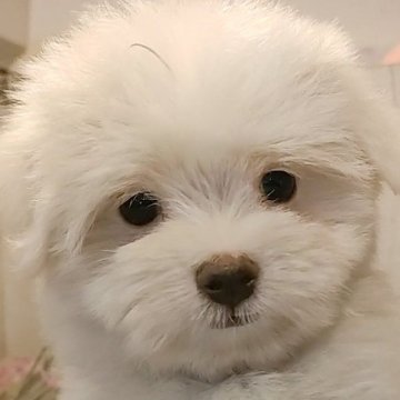 マルチーズ【愛知県・女の子・2024年4月12日・ホワイト】の写真「マズルの短い胴短、短足マルチーズちゃん」