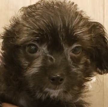 ミックス(チワワ×プードル)【愛知県・女の子・2023年5月13日・ブラック&ホワイト】の写真「静かなチワプーちゃん。ブラック&ホワイトの女の子」