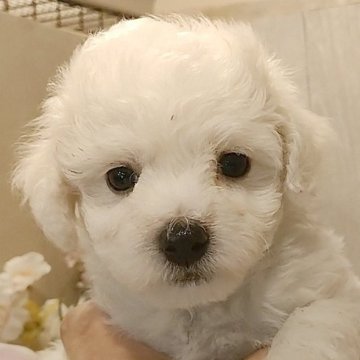 ビションフリーゼ【愛知県・男の子・2024年2月11日・ホワイト】の写真「父KOR系JKCJCH、母US系ミニビション」