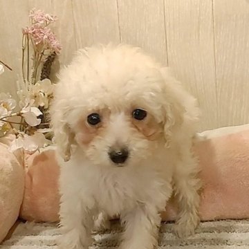 トイプードル(ティーカップ)【愛知県・女の子・2023年12月26日・クリーム】の写真「お目々パッチリ小さなプードルちゃん。」