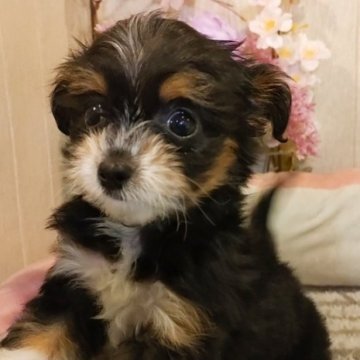 チワプー(プードル×チワワ)【愛知県・女の子・2023年1月20日・ブラックタン】の写真「綺麗なレア柄の可愛いマイクロサイズ。570 g」