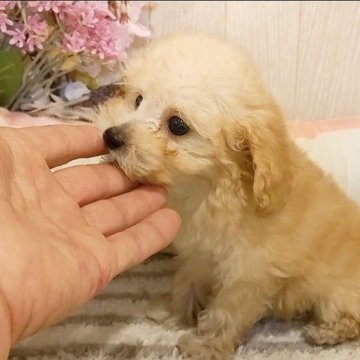 トイプードル(ティーカップ)【愛知県・女の子・2022年12月12日・クリーム】の写真「小ささと顔が自慢の女の子。マイクロサイズ。」