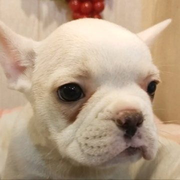 フレンチブルドッグ【愛知県・男の子・2023年1月24日・クリーム】の写真「ムチムチコロコロ短足フレンチほぼ白です。」