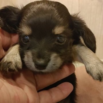 チワックス(チワワ×ダックスフンド)【愛知県・男の子・2024年5月23日・ブラックタン】の写真「綺麗なブラックタンの男の仔。」