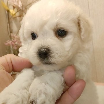 ビションフリーゼ【愛知県・女の子・2024年7月16日・ホワイト.】の写真「父KOR系JKCCH.母ジュミズワールド直子良血統」