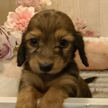 ミニチュアダックスフンド(ロング)【愛知県・女の子・2024年1月20日・シェーデッドイエロー】の写真「期間限定販売。お父さんカニンヘンの小さな子。」