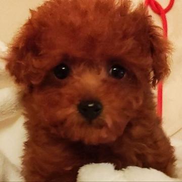 トイプードル(ティーカップ)【愛知県・女の子・2022年10月1日・レッド】の写真「極小マイクロティーカップ
11月30日406ｇ」