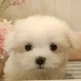 マルチーズ【愛知県・女の子・2024年4月14日・ホワイト】の写真1「小さくてお目々パッチリちゃん」