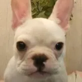 フレンチブルドッグ【愛知県・男の子・2023年1月24日・クリーム】の写真1「フレンチらしい可愛い男の子です。6月8日撮影。」