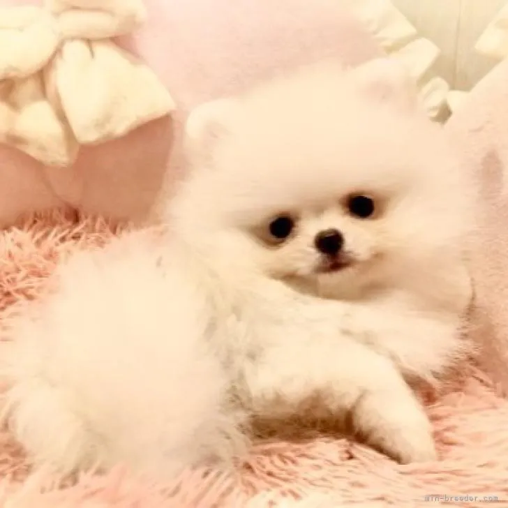 ID：2208-01003の子犬