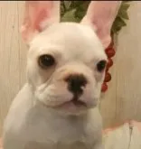フレンチブルドッグ【愛知県・男の子・2023年1月24日・クリーム】の写真3「鼻ぺちゃフレンチ。」