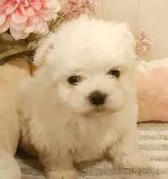 マルチーズ【愛知県・男の子・2023年12月23日・ホワイト】の写真4