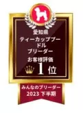 ティーカッププードル【愛知県・女の子・2023年12月26日・クリーム】の写真5