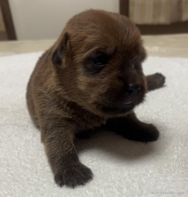 藤家達也ブリーダーのブログ：ノーフォークテリアの子犬
