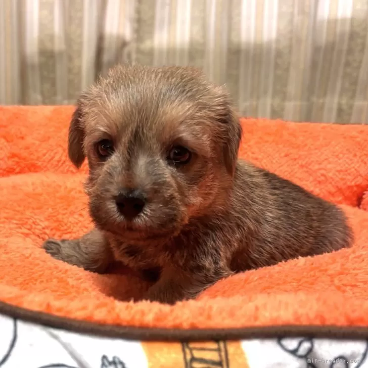 C.K 様のお迎えした子犬