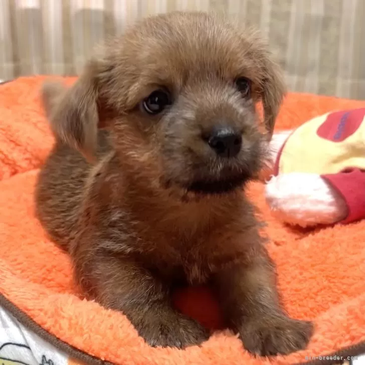Y.Ｉ 様のお迎えした子犬