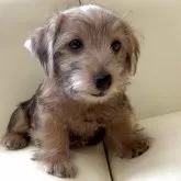 ノーフォークテリア