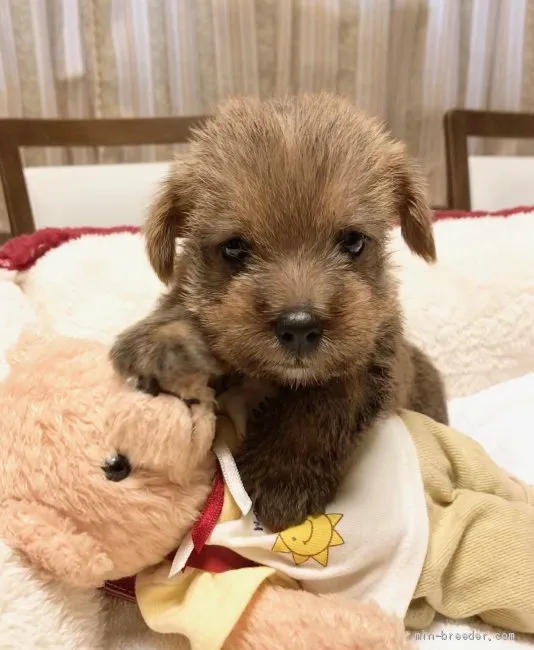 ID：2007-00498の子犬