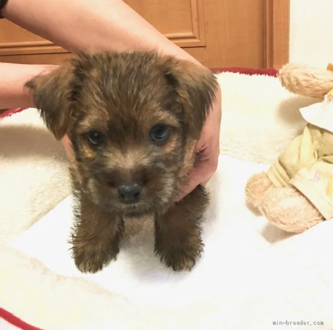ID：1904-00792の子犬