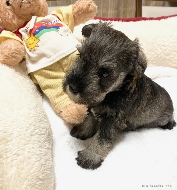 ID：2007-01470の子犬