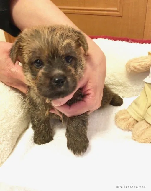 ID:1904-01789の子犬