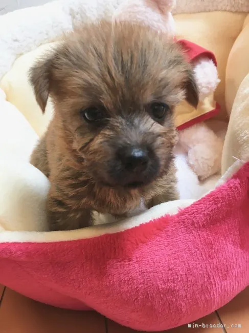 ID：1805-00646の子犬