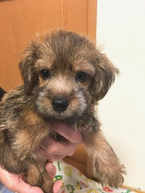 ID：1808-01180の子犬