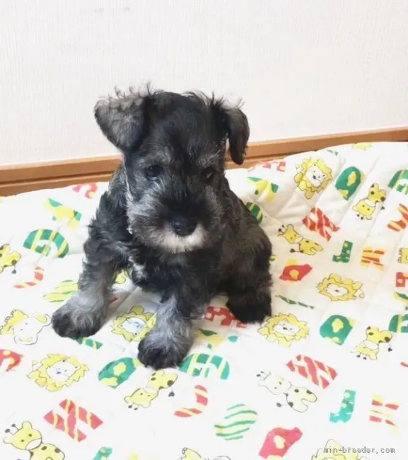 ID：2004-01668の子犬