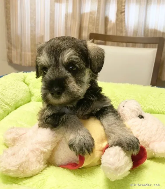 ID：2108-01302の子犬