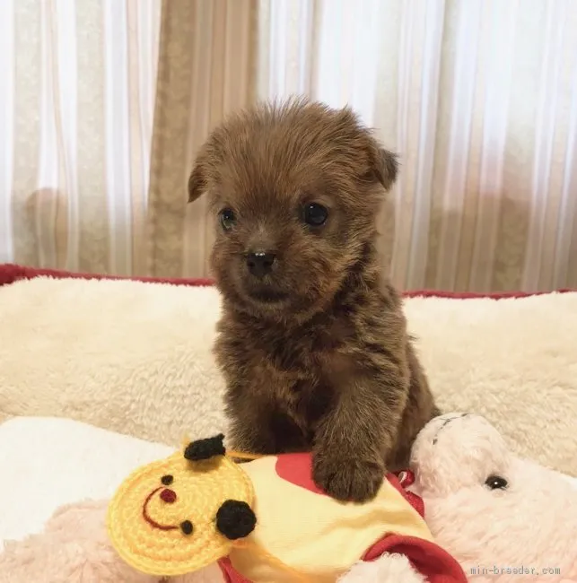 ID：2011-00126の子犬