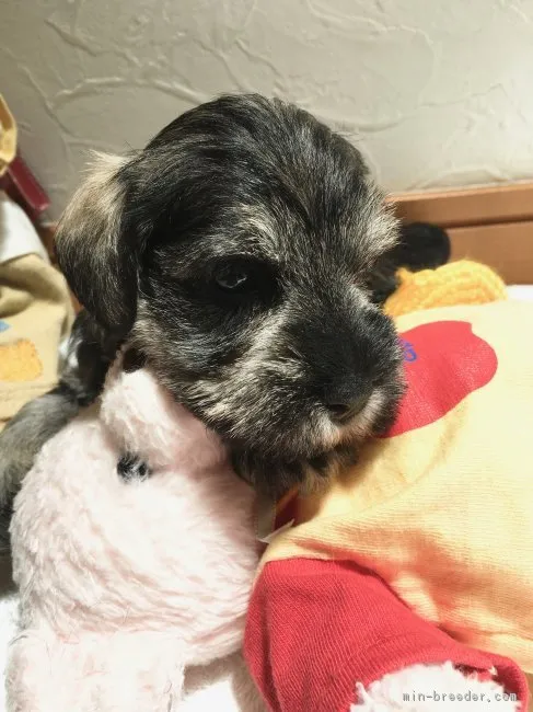 ID：1806-02417の子犬