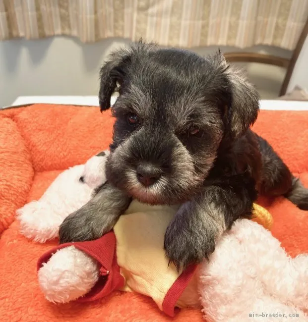 ID:2103-01181の子犬