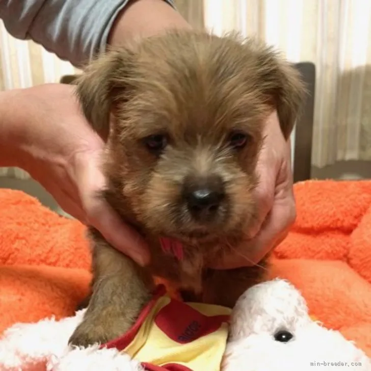 ID：2205-01274の子犬