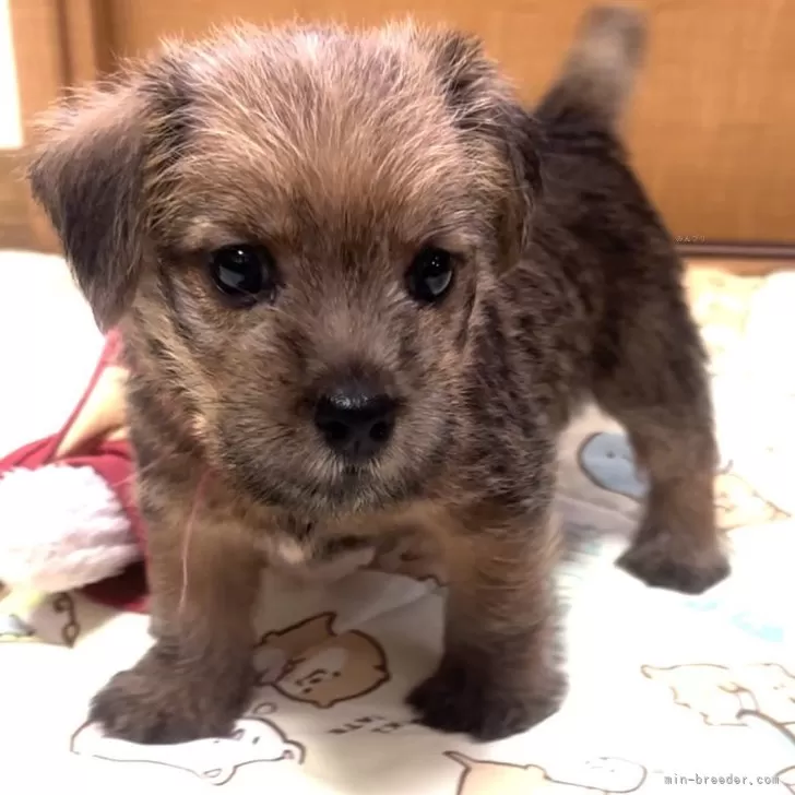 ID：2409-08196の子犬