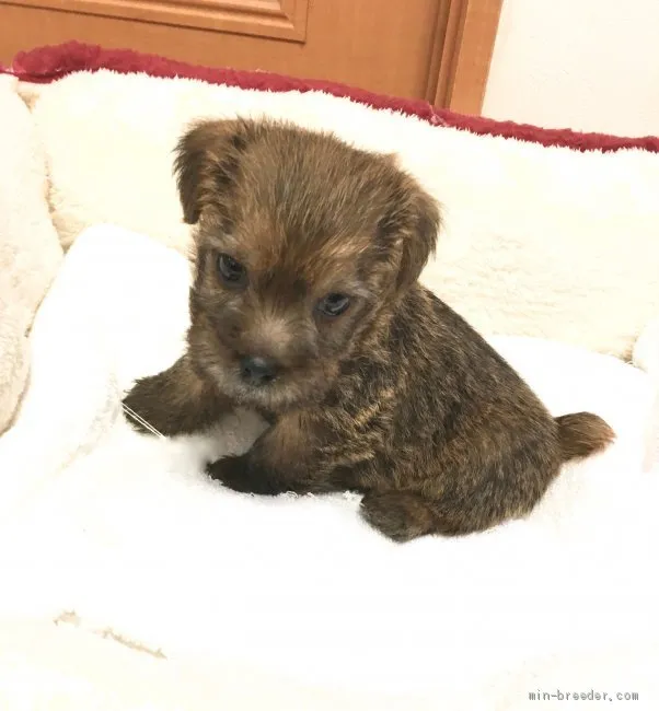 ID：1904-00793の子犬