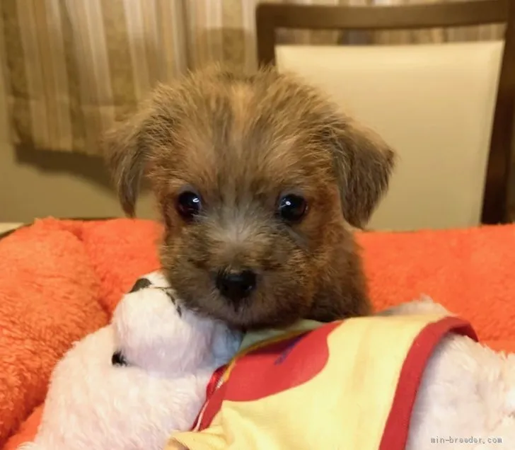ID：2106-02739の子犬
