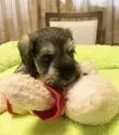 ミニチュアシュナウザー【大阪府・女の子・2021年7月1日・ソルト&ペッパー】の写真3