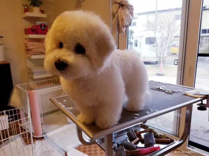 ID:1904-01252の子犬