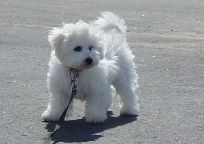 ID:1503-00802の子犬