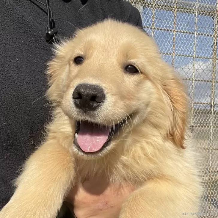 ID：2412-00690の子犬