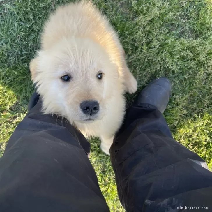 あゆ 様のお迎えした子犬