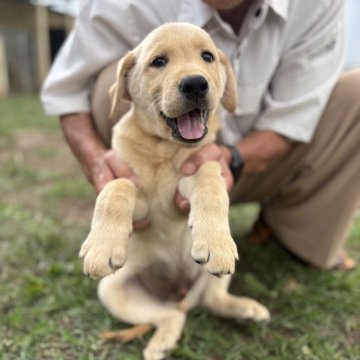 ラブラドールレトリバー【三重県・男の子・2025年7月24日・イエロー】の写真「明るく活発な女の子です！」