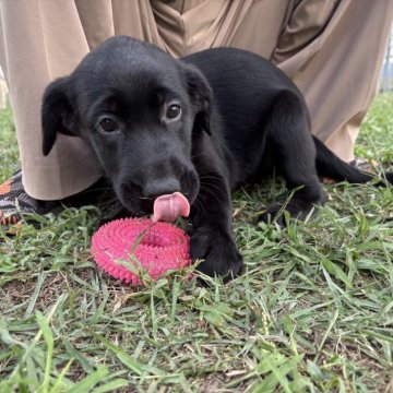 ラブラドールレトリバー【三重県・女の子・2025年7月24日・ブラック】の写真「少し小柄な女の子です！」