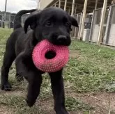 ラブラドールレトリバー【三重県・女の子・2025年7月24日・ブラック】の写真1