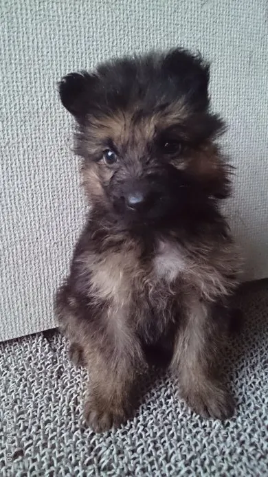 ID：1507-00909の子犬