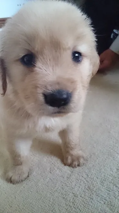 ID:1506-00411の子犬