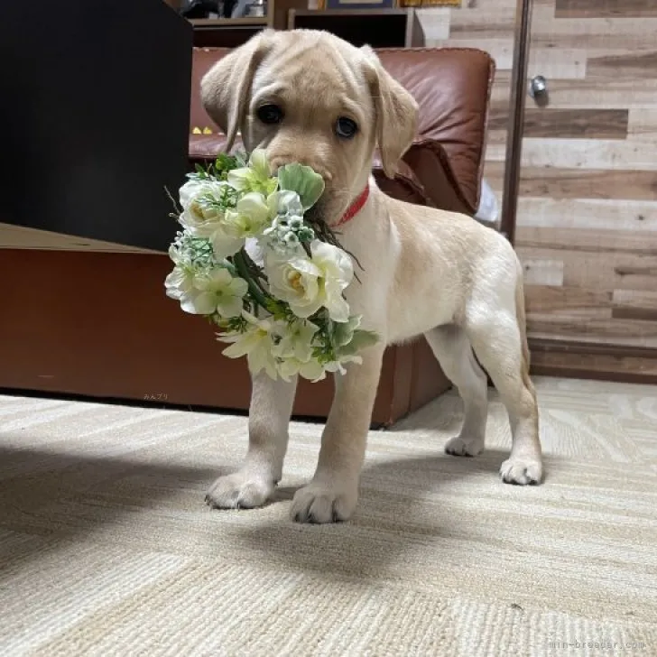 ID：2310-04163の子犬