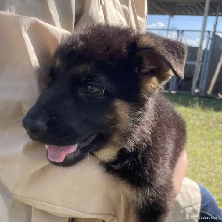 S.O 様のお迎えした子犬