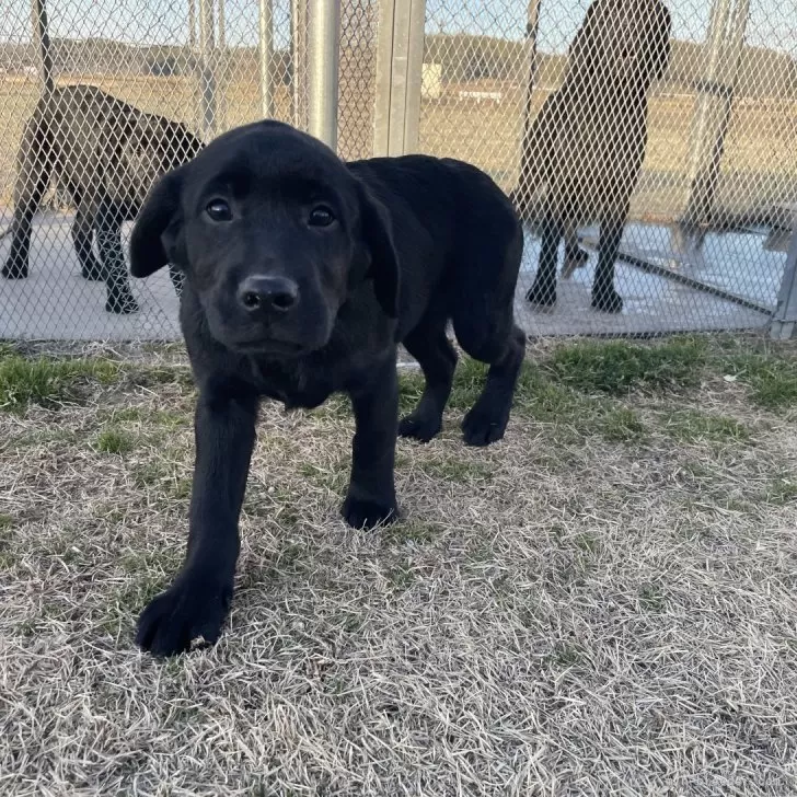 N.H 様のお迎えした子犬