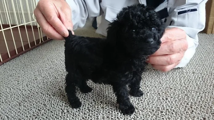 ID：1506-00409の子犬